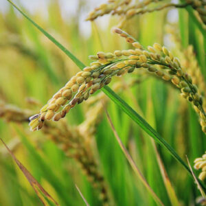 Thai rice sells well as commerce increases export target