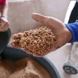 Thai rice export rates hit two-month high on supply risks