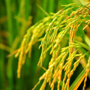 Falling baht makes Thai rice cheaper in global markets