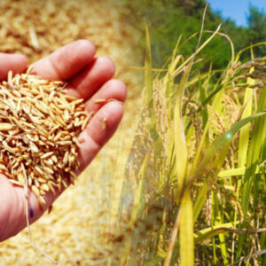 Rice exports tipped to hit 8m tonnes