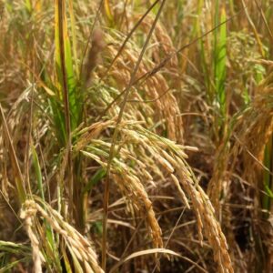 Rice Department asked to speed up development of new varieties