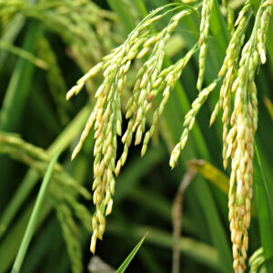 2022 rice exports beat target