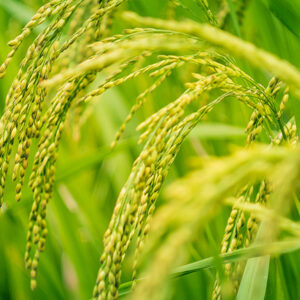 KKU Expands to Kalasin! Supporting Enterprises to Develop High-Quality Rice Seeds, Aiming to Expand Domestic Consumption and Export Markets KKU Expands to Kalasin! Supporting Enterprises to Develop High-Quality Rice Seeds, Aiming to Expand Domestic Consumption and Export Markets