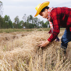 Ministry of Agriculture Launches Thai Rice GCF: Climate-Friendly Rice Cultivation Methods Ministry of Agriculture Launches Thai Rice GCF: Climate-Friendly Rice Cultivation Methods