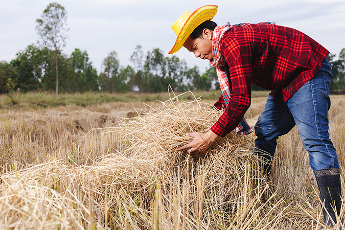 Asian farmer with rice stubble in the field - Thai Rice Exporter Top Quality Rice - Thai Jasmine Rice and Others