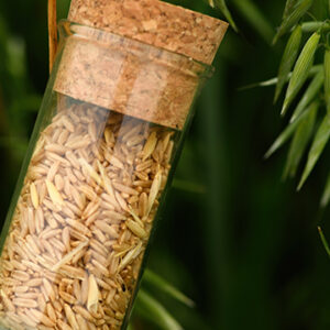 Director-General of the Rice Department Announces 4 New Rice Varieties with High Quality and High Yield, Meeting Farmers’ and Consumers’ Needs Director-General of the Rice Department Announces 4 New Rice Varieties with High Quality and High Yield, Meeting Farmers’ and Consumers’ Needs