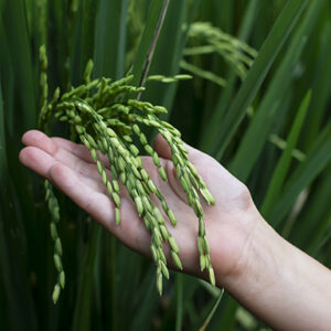 Unveiling a Short-Maturity Rice Variety: 100 Days, Yielding 1,000 kg per Rai Unveiling a Short-Maturity Rice Variety: 100 Days, Yielding 1,000 kg per Rai