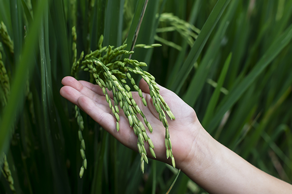 Young womans hand touches the rice grains Close-up - Thai Rice Exporter Top Quality Rice - Thai Jasmine Rice and Others