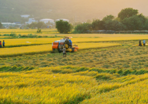 china-rice-deal-negotiations-in-the-offing - Thai Rice Exporter Top Quality Rice - Thai Jasmine Rice and Others