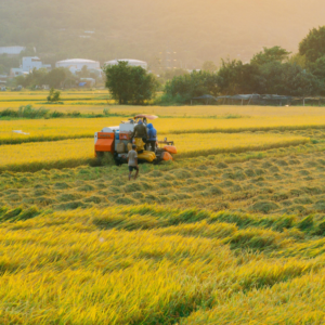 China rice deal negotiations in the offing