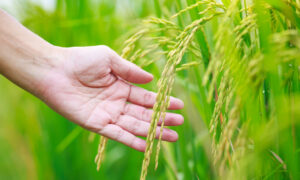 Close-up of a hand reaching toward ripe rice panicles in a lush green paddy field