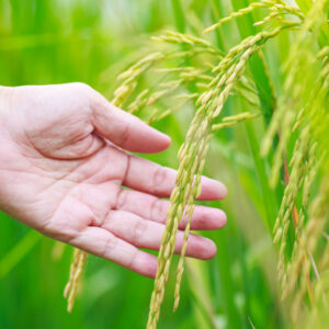 The Ministry of Commerce kicks off the first shipment of 40,000 tons of Thai rice to China under a 500,000-ton deal.