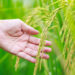 Close-up of a hand reaching toward ripe rice panicles in a lush green paddy field