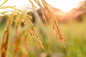 close up of yellow green rice field - Thai Rice Exporter Top Quality Rice - Thai Jasmine Rice and Others - Thai Rice Exporter Top Quality Rice - Thai Jasmine Rice and Others Golden rice panicles with ripe grains bathed in warm sunset light on a sunlit field.