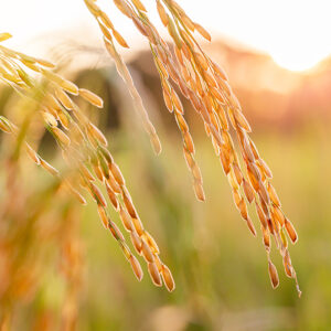 The Ministry of Commerce discusses measures to address the rice export situation and aims for a target of 7 million tons this year
