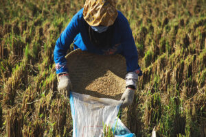 farmer-on-rice-field-2026-01-07-06-36-05-utc22 - Thai Rice Exporter Top Quality Rice - Thai Jasmine Rice and Others - Thai Rice Exporter Top Quality Rice - Thai Jasmine Rice and Others Farmer in a blue shirt and headscarf harvests grain, dumping it into a bag in a rice field.