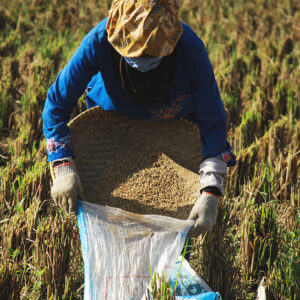 Thai rice’s offensive strategy in China: Chaninthon Hrimcharoen points out that quality over price is the answer.