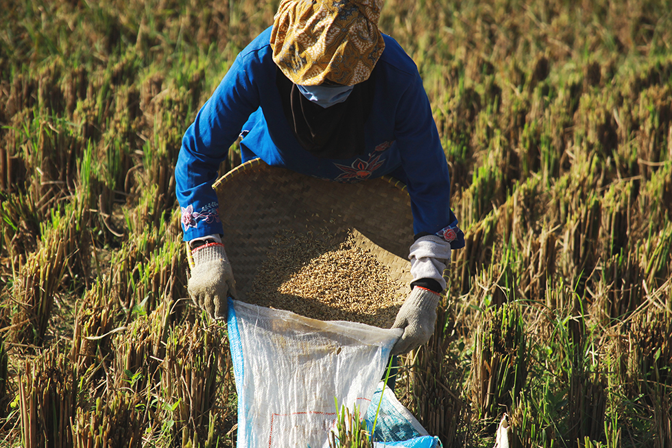 farmer-on-rice-field-2026-01-07-06-36-05-utc22 - Thai Rice Exporter Top Quality Rice - Thai Jasmine Rice and Others Farmer in a blue shirt and headscarf harvests grain, dumping it into a bag in a rice field.