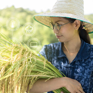 Ministry of Commerce and Agriculture unveil plan to support 1 million tons of rice – using AI to add value.