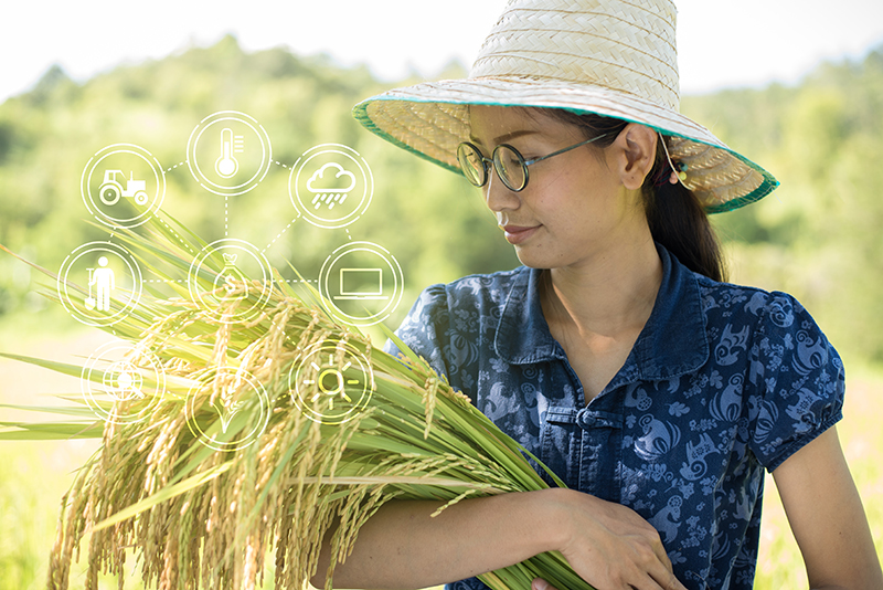 happy-asian-farmer-holding-ear-of-rice-at-her-padd-2026-03-25-23-40-44-utc - Thai Rice Exporter Top Quality Rice - Thai Jasmine Rice and Others Young woman in a straw hat holding rice stalks in a field, with glowing tech icons representing agriculture and climate data.